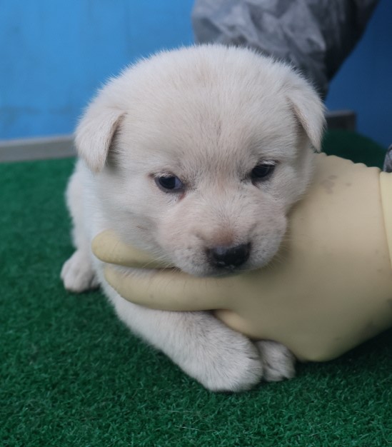 제주 동물보호센터_450650202403537